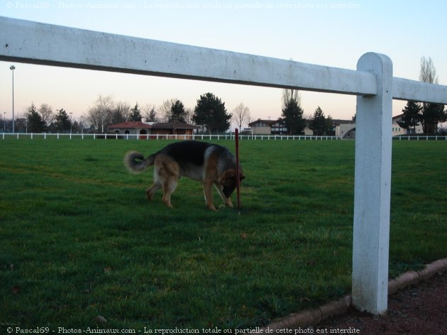 Photo de Berger allemand  poil court