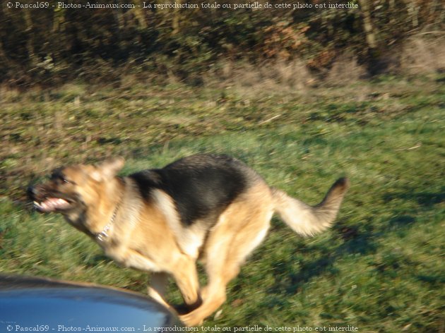 Photo de Berger allemand  poil court