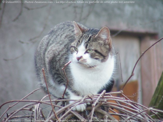 Photo de Chat domestique