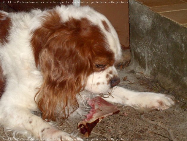 Photo de Cavalier king charles spaniel