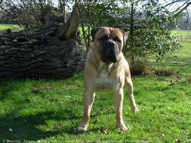 Photo de Bullmastiff