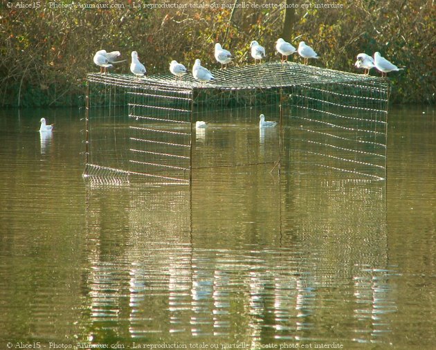 Photo de Mouette