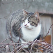 Photo de Chat domestique