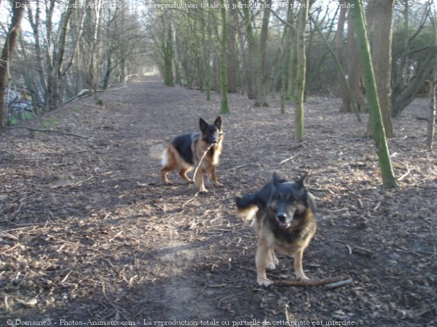 Photo de Berger allemand  poil court