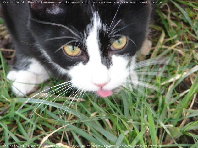 Photo de Chat domestique