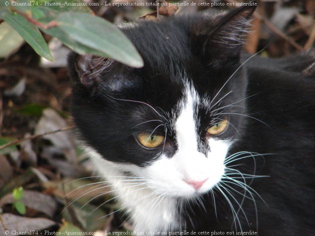 Photo de Chat domestique