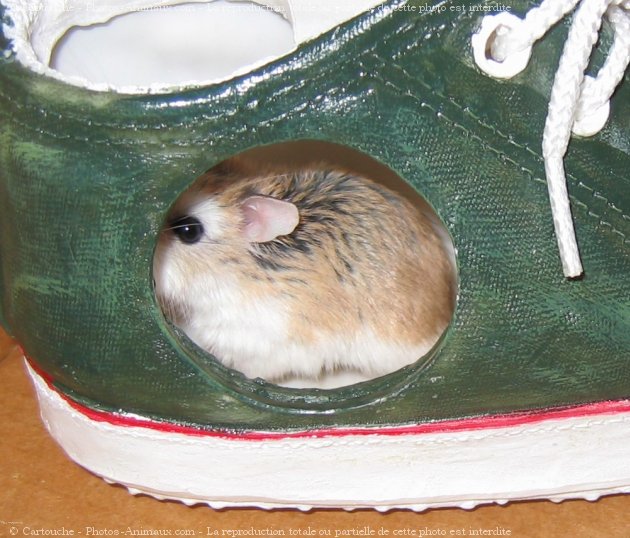 Photo de Hamster