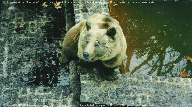 Photo d'Ours