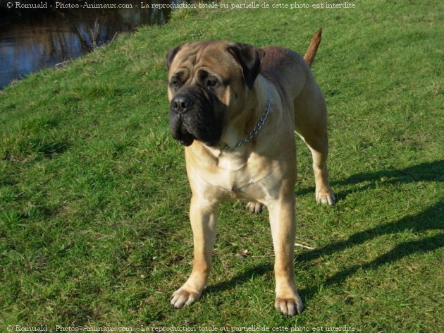 Photo de Bullmastiff