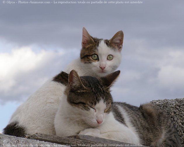 Photo de Chat domestique