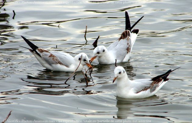 Photo de Mouette