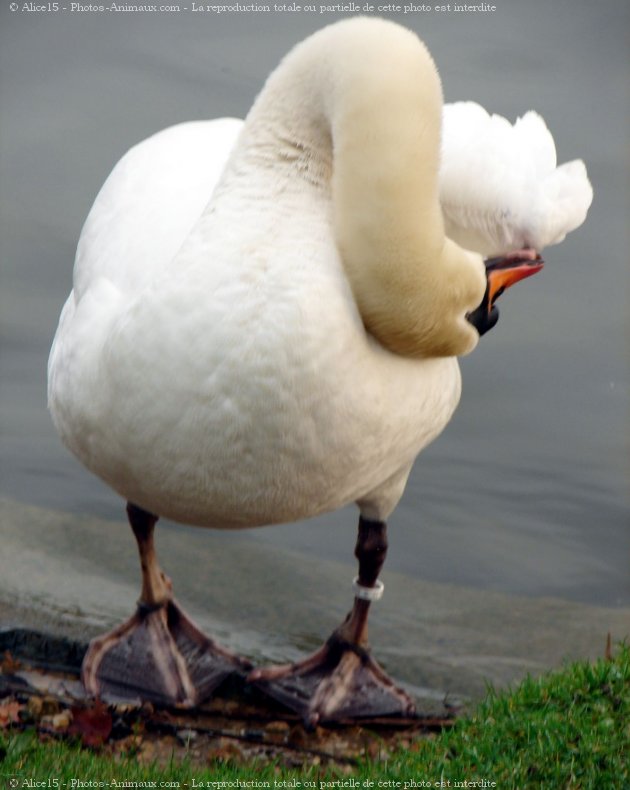 Photo de Cygne