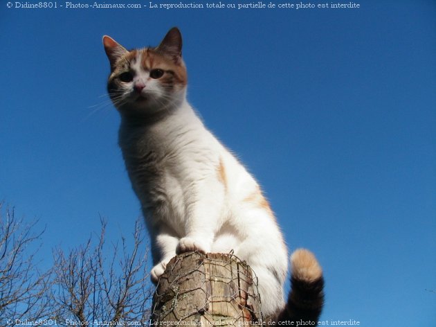 Photo de Chat domestique