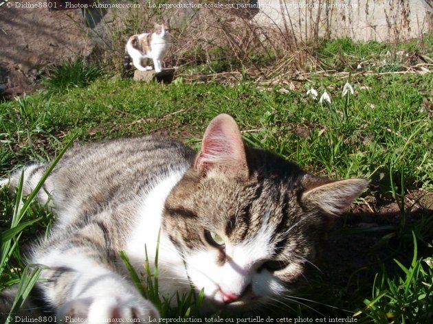 Photo de Chat domestique