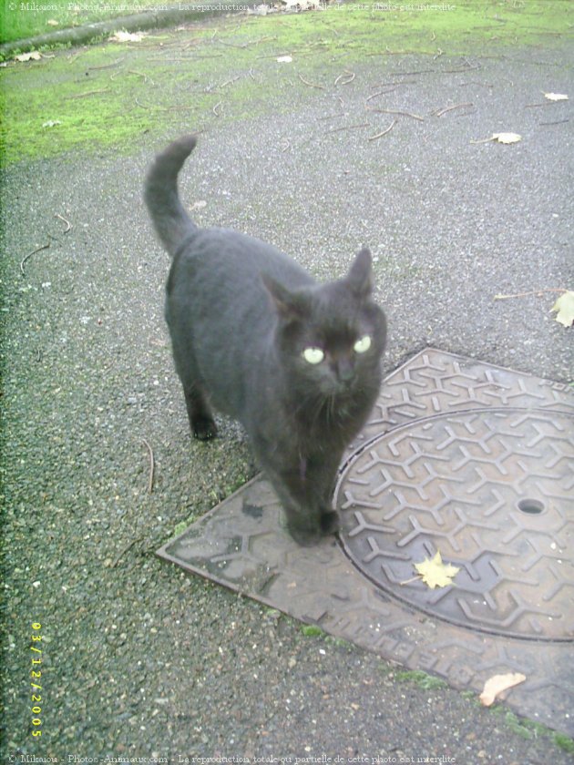 Photo de Chat domestique