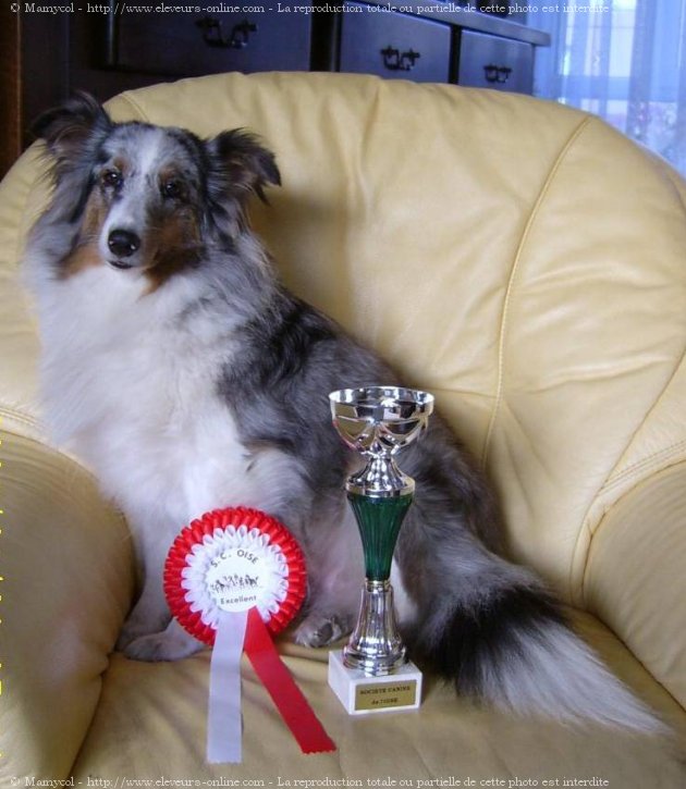 Photo de Chien de berger des shetland