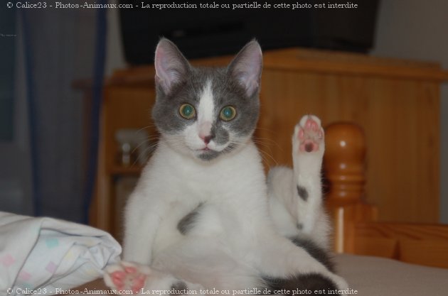 Photo de Chat domestique