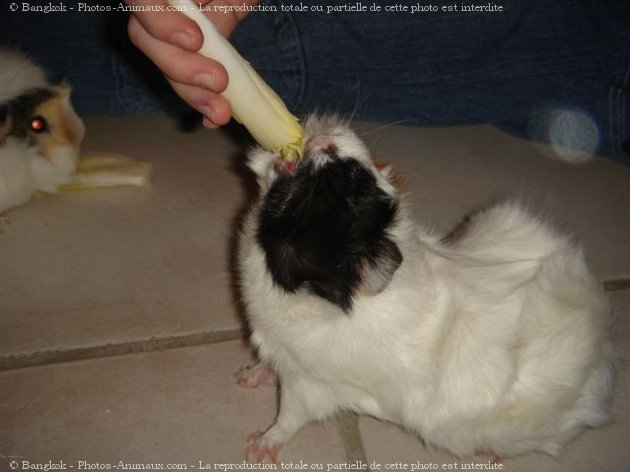 Photo de Cochon d'inde - abyssin / rosette