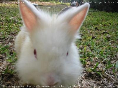 Photo de Lapin