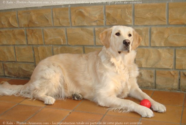 Photo de Golden retriever