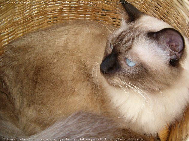 Photo de Sacr de birmanie