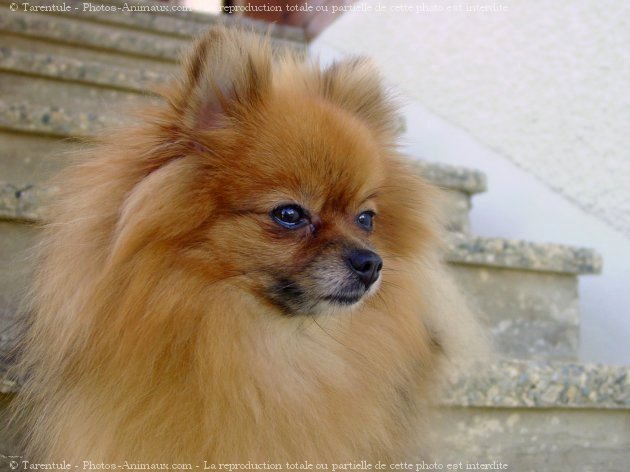 Photo de Spitz moyen