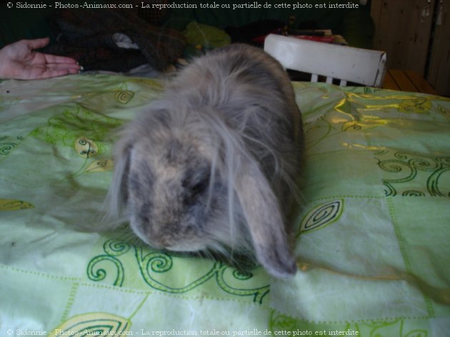 Photo de Lapin