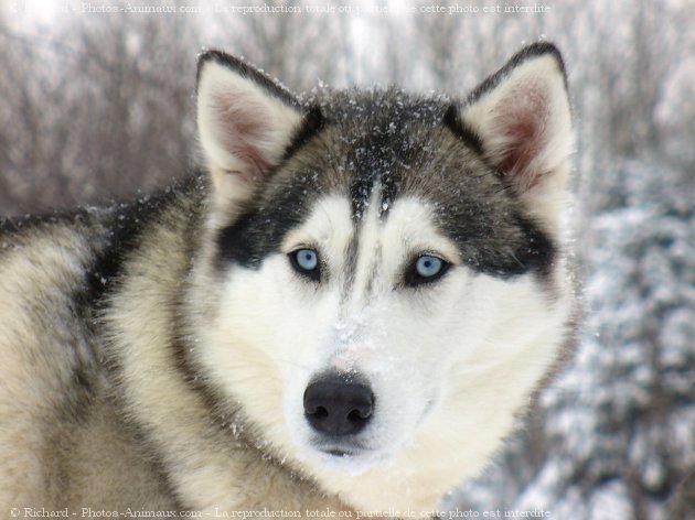 Photo de Husky siberien