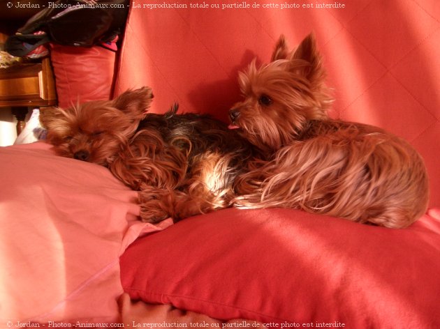 Photo de Yorkshire terrier