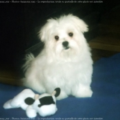 Photo de Bichon maltais