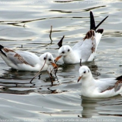 Photo de Mouette