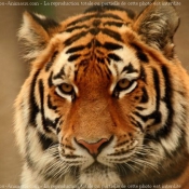 Photo de Tigre