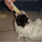 Photo de Cochon d'inde - abyssin / rosette