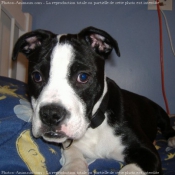 Photo d'American staffordshire terrier