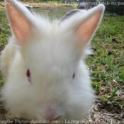 Photo de Lapin