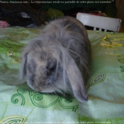 Photo de Lapin