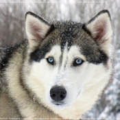 Photo de Husky siberien