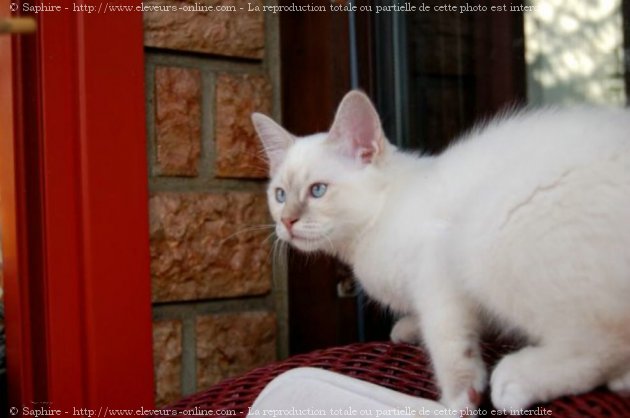 Photo de Sacr de birmanie