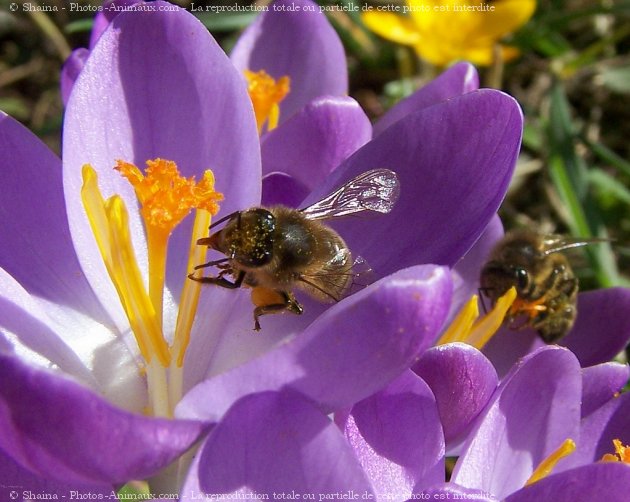 Photo d'Abeille