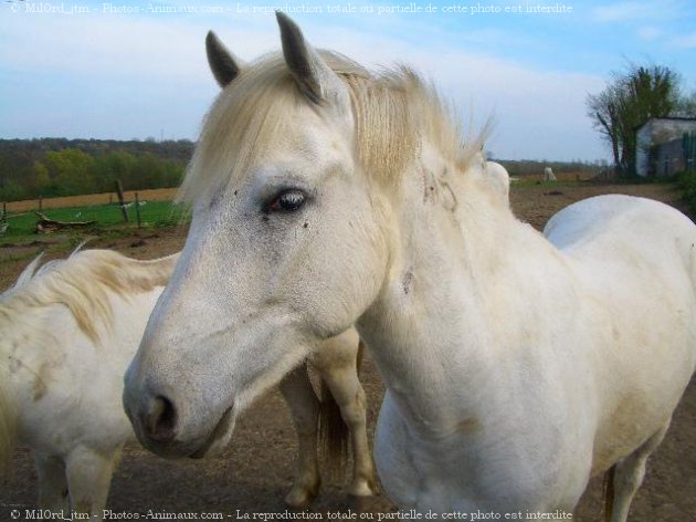 Photo de Camargue