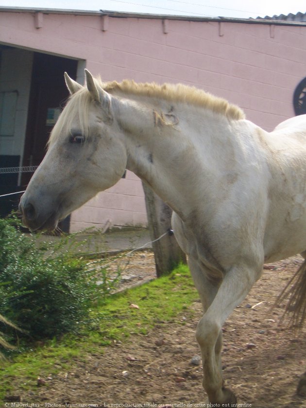 Photo de Camargue