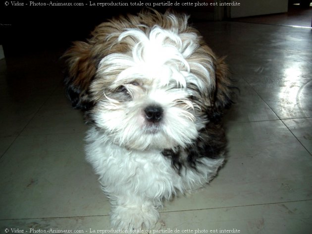 Photo de Shih tzu