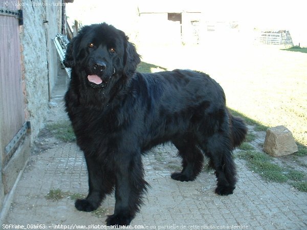 Photo de Chien de terre-neuve