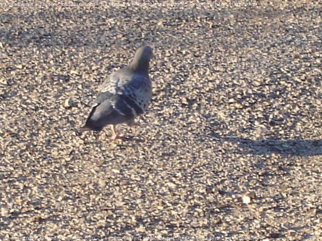 Photo de Pigeon