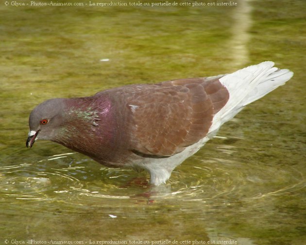 Photo de Pigeon