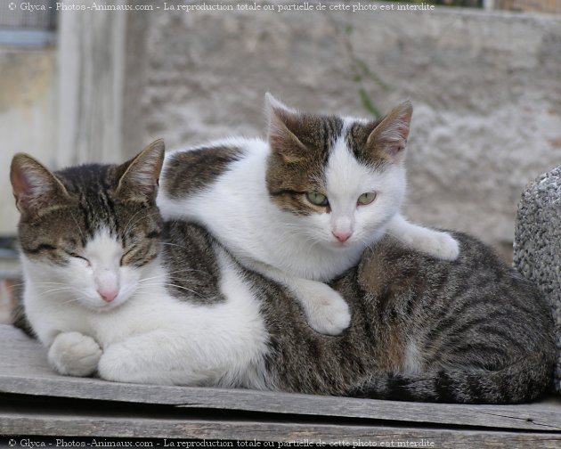 Photo de Chat domestique