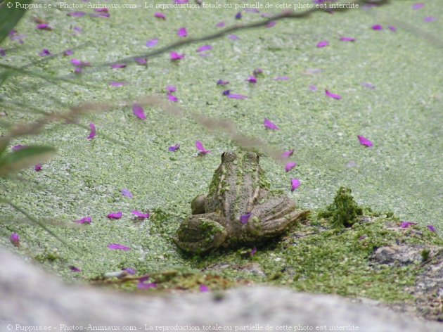 Photo de Grenouille