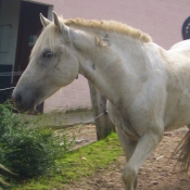 Photo de Camargue