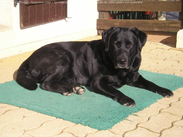 Photo de Labrador retriever