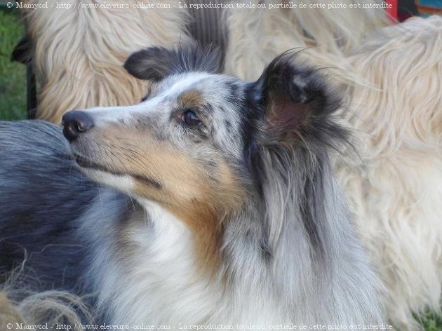 Photo de Chien de berger des shetland